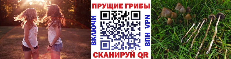 Псилоцибиновые грибы мицелий  продажа наркотиков  МЕГА tor  Дигора 